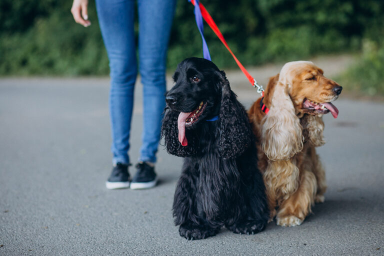 pupies for a walk