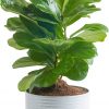 Amazon:$17.14 ($29.99)Costa Farms Little Fiddle Leaf Fig, Live Indoor Ficus Lyrata Plant in Indoors Garden Plant Pot, Houseplant in Potting Soil, Housewarming, Birthday Gift, Office, Home, and Room Decor, 1 Foot Tall