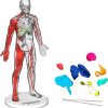 Amazon:$12.67 ($19.99)Discovery™ #Mindblown 3D Human Anatomy 28-Piece Biology Model with Glow-in-The-Dark Human Model, Hands on Learning, Age 8+