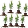 Amazon : $58.60 ($79.68) PERFECT PLANTS Thuja Green Giant 2ft. Tall 8-Pack | Privacy Evergreen Arborvitae | Adaptable Lush Green Foliage