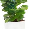 Amazon: $17.58 ($21.99) Baby Fiddle Leaf Fig Live Plant in Decorative Pot