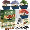 Amazon: $14.39 ($39.99) Bonsai Tree Starter Kit Grow 4 Bonsais DIY Crafts Hobby Gardening Kit