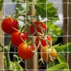 Amazon:  $3.4 ($8.99) Heavy-Duty Polyester Plant Trellis Netting 5 x 30ft (1 Pack)