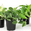 Amazon:  $18.49 ($24.99)  Live Pothos Plants (4PK) Indoor Plants Live Houseplants