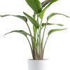 Amazon : $37.49 ($49.99) Costa Farms White Bird of Paradise, Large Live Indoor Plant, 2-3 Feet Tall Houseplant in Live Plant Pot, Strelitzia nicolai, Real Floor Plant for Living Room, Office, or Home Decor Gift